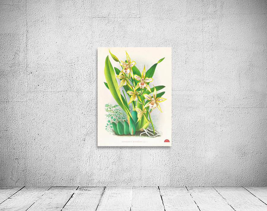 Odontoglossum duvivierianum Wall Preview