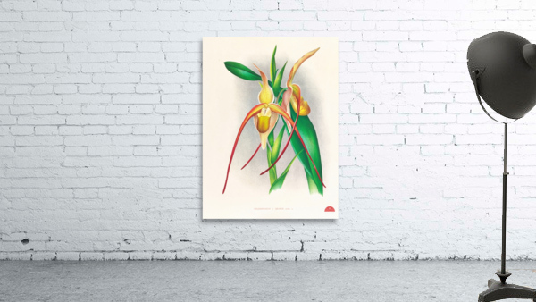 Selenipedium grande Wall Preview