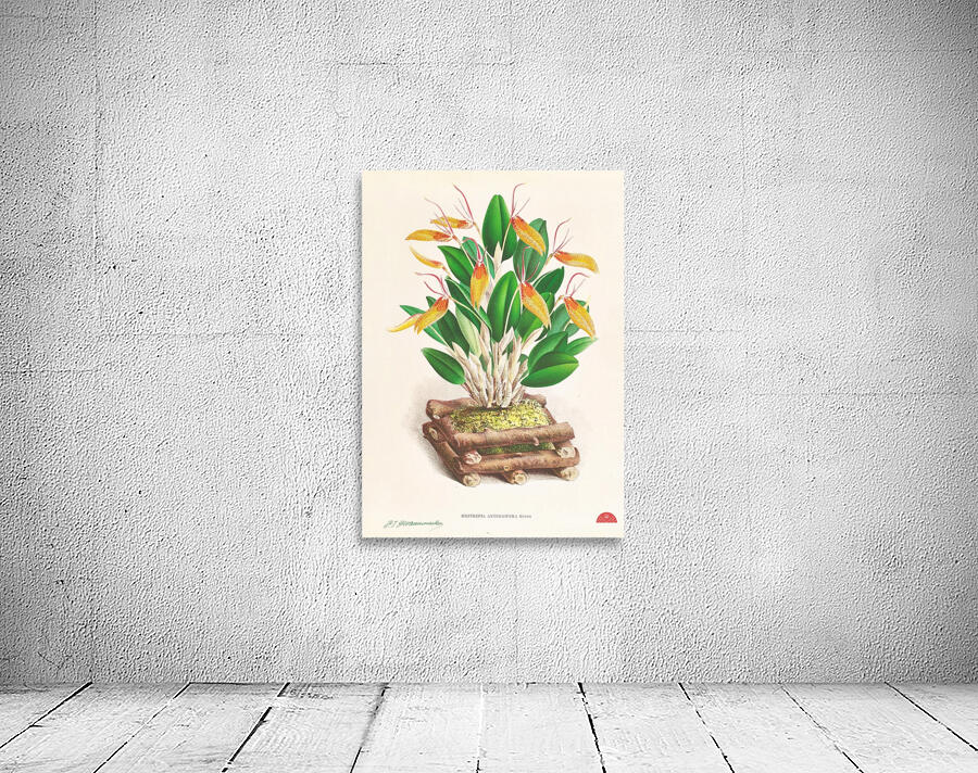 Restrepia antennifera Wall Preview