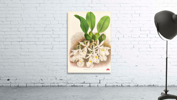 Trichopilia Suavis Wall Preview