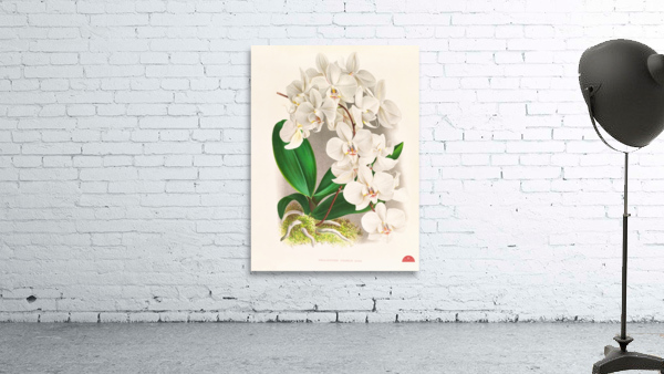 Phalaenopsis amabilis Wall Preview