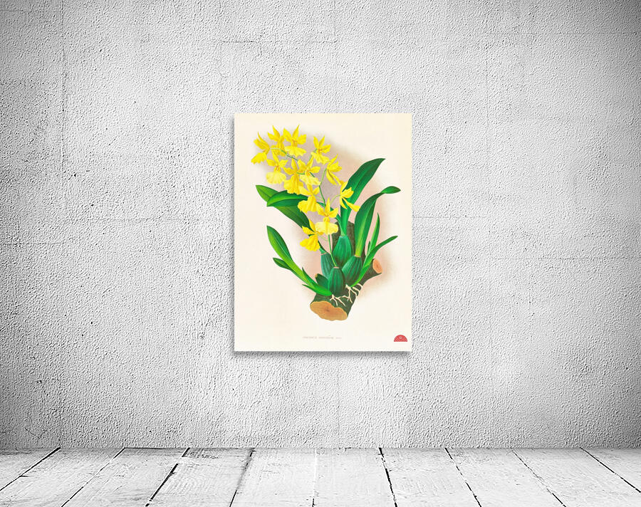 Oncidium concolor Wall Preview