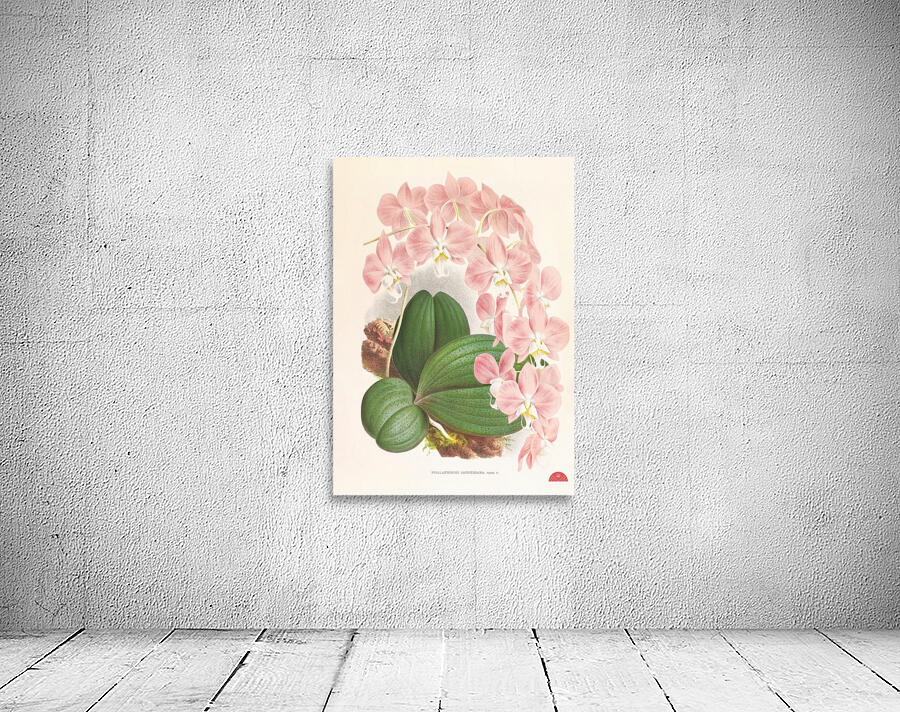 Phalaenopsis sanderiana Wall Preview