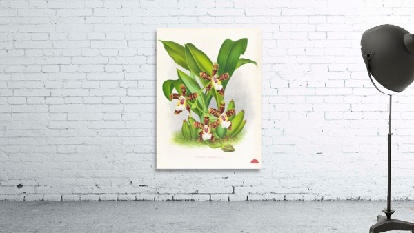 Zygopetalum jorisianum Wall Preview