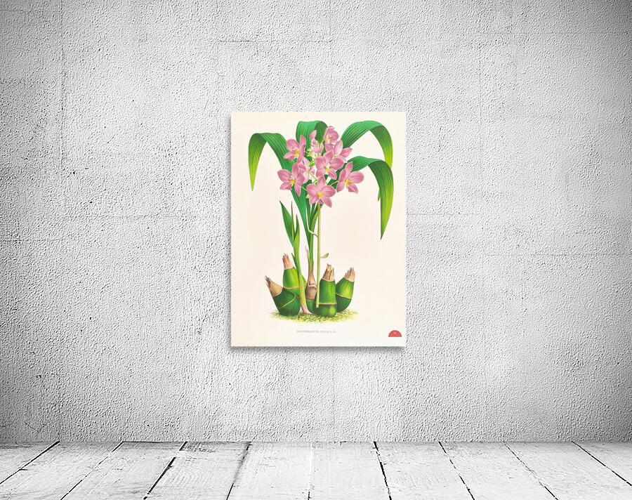 Spathoglottis plicata Wall Preview