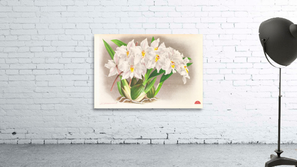 Odontoglossum alexandrae Wall Preview