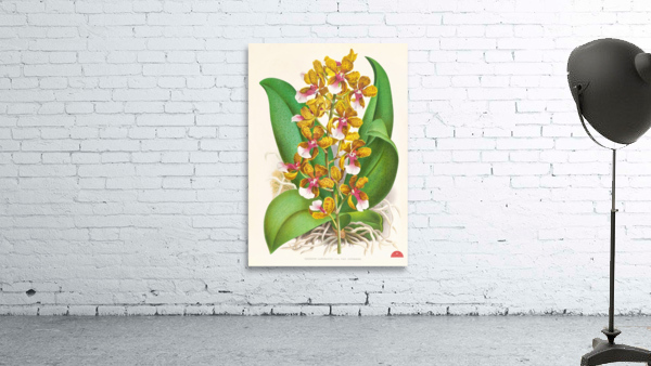 Oncidium Lannceanum Wall Preview