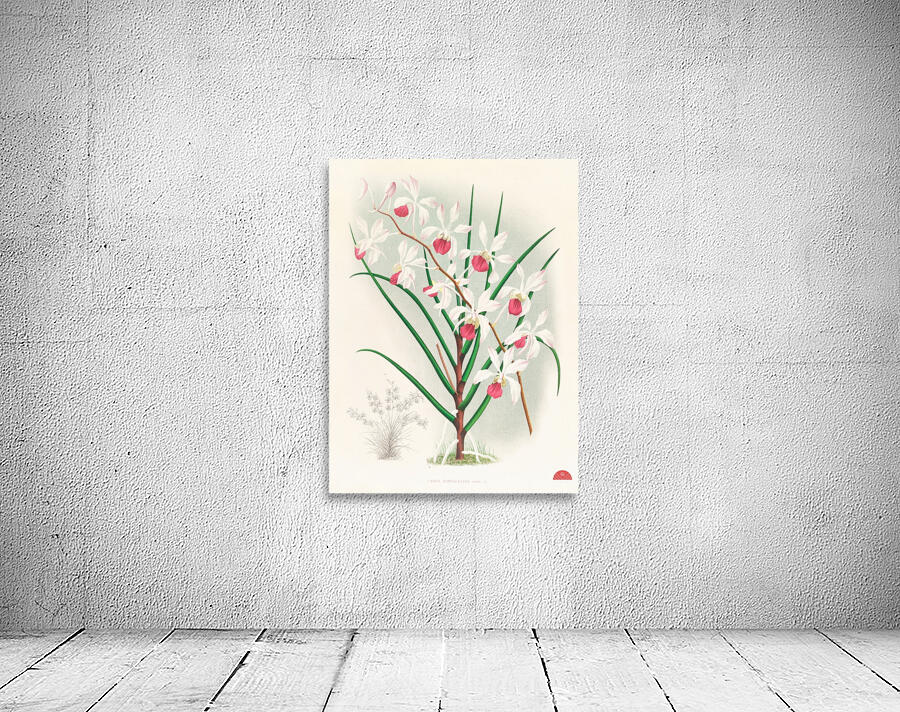 Vanda kimballiana Wall Preview