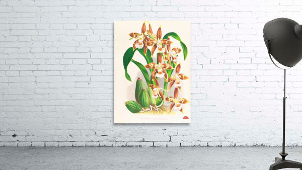 Odontoglossum luteo-purpureum Wall Preview