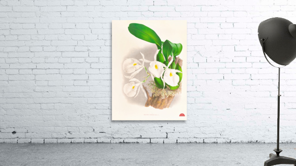 Pilumna nobilis Wall Preview