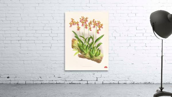 Oncidium cucullatum Wall Preview