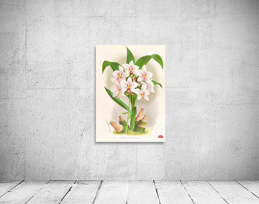 Spathoglottis Augustorum Wall Preview