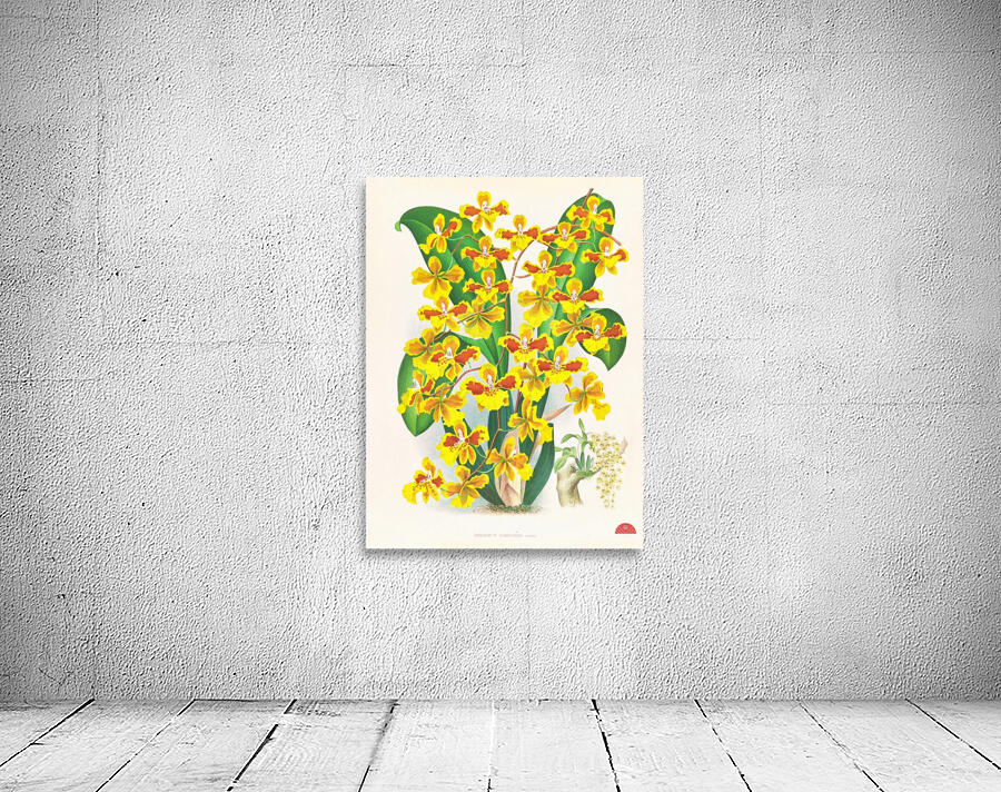 Oncidium sarcodes Wall Preview