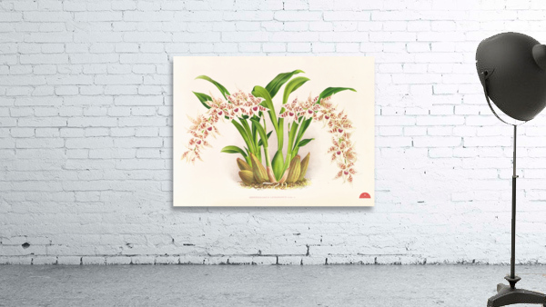 Odontoglossum lucianianum Wall Preview