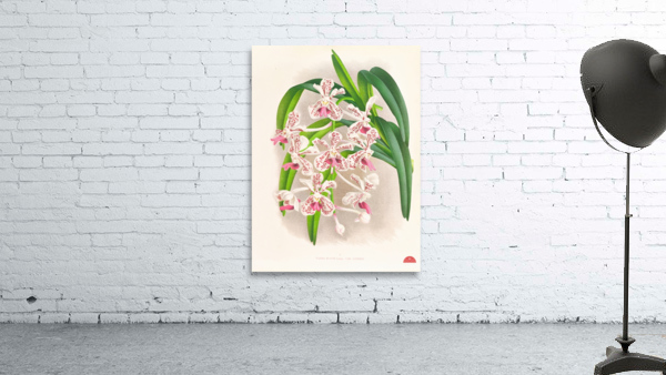 Vanda suavis Wall Preview