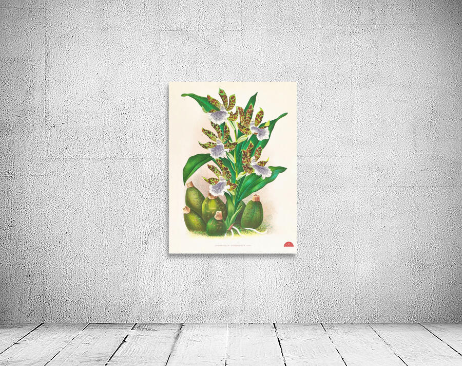 Zygopetalum intermedium Wall Preview