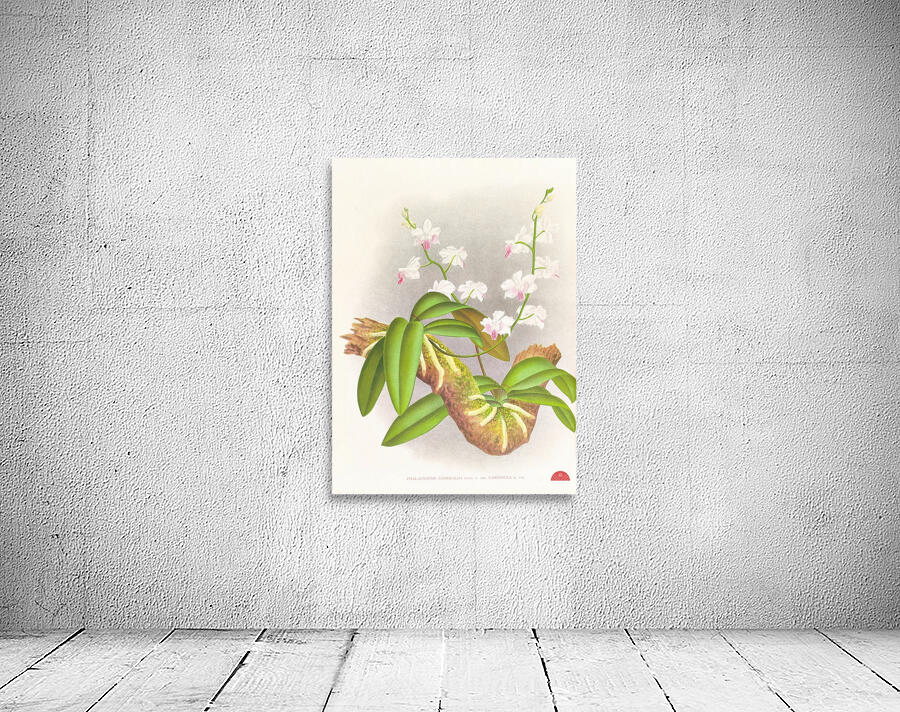 Phalaenopsis esmeralda var candidula Wall Preview