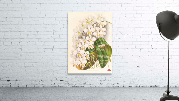 Phalaenopsis Stuartiana Wall Preview