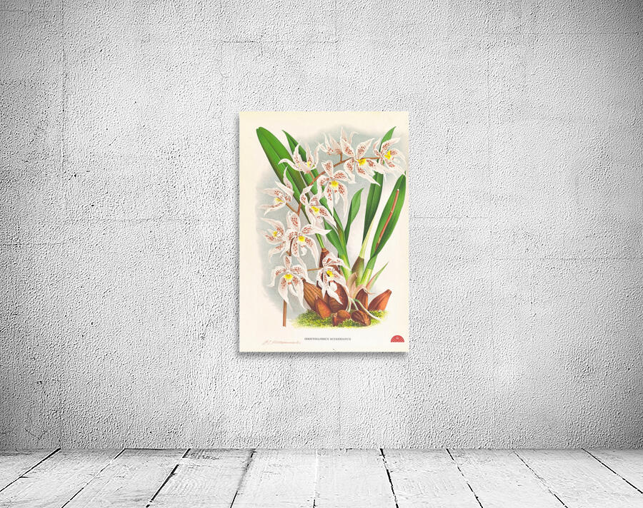 Odontoglossum Ruckerianum Wall Preview