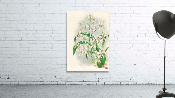 Odontoglossum ramosissimum Wall Preview