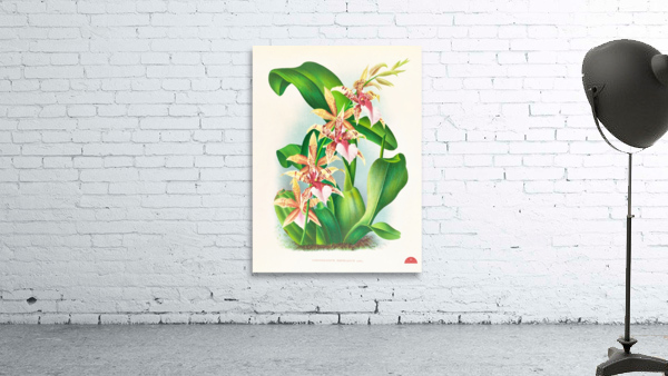 Odontoglossum Hastilabium Wall Preview