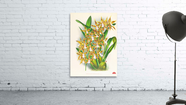 Odontoglossum boddaertianum Wall Preview