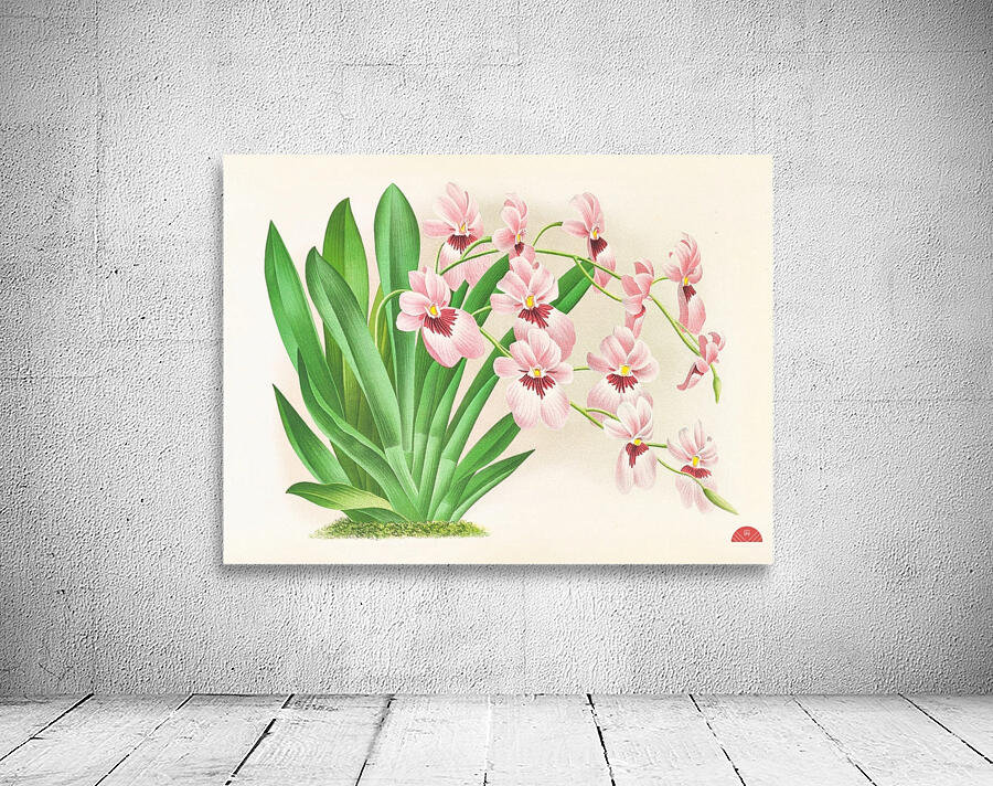 Miltonia vexillaria Wall Preview