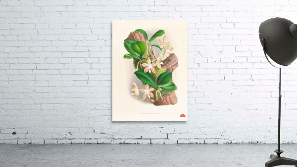 Phalaenopsis sumatrana Wall Preview