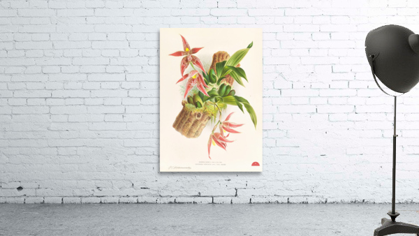 Paphinia Randi Paphinia Cristata Wall Preview