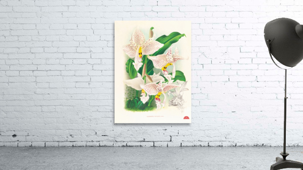 Stanhopea oculata Wall Preview