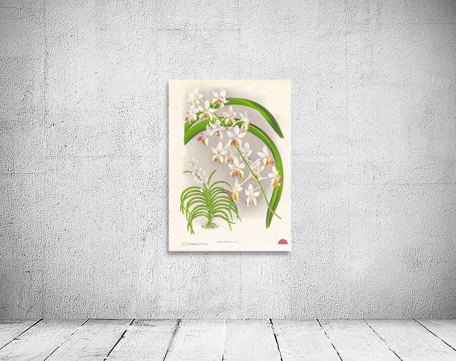 Vanda Boxalli Wall Preview