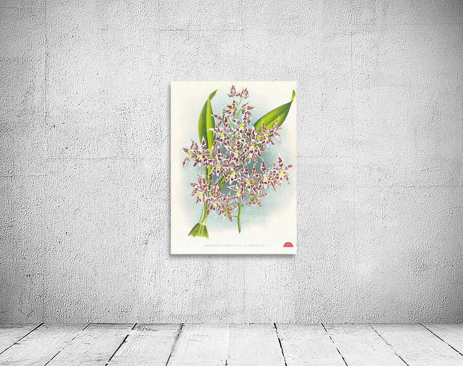 Odontoglossum odoratum var striatum Wall Preview