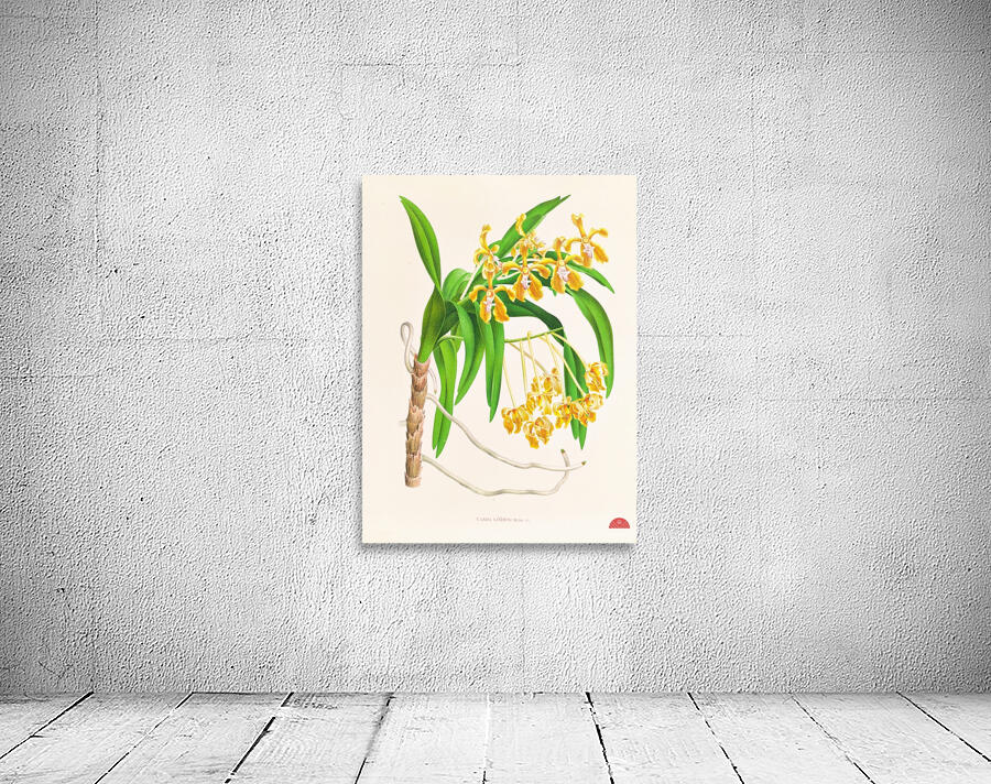 Vanda lindeni Wall Preview