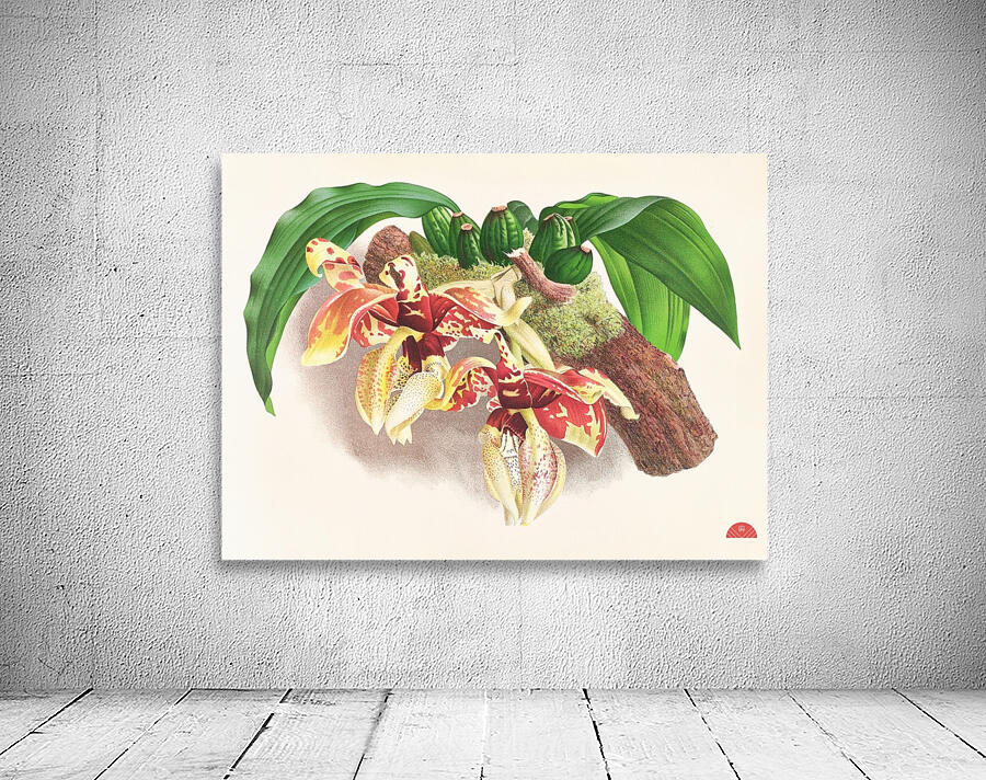Stanhopea Tigrina Wall Preview