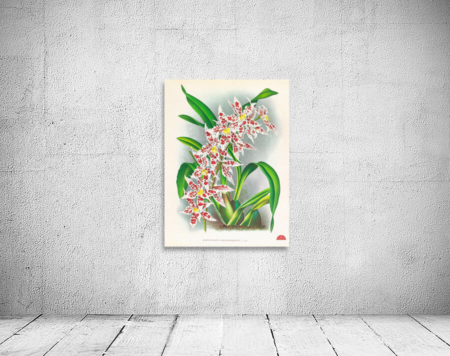 Odontoglossum schlesingerianum Wall Preview