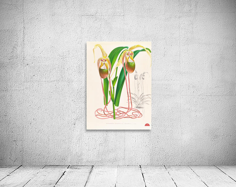 Selenipedium caudatum Wall Preview