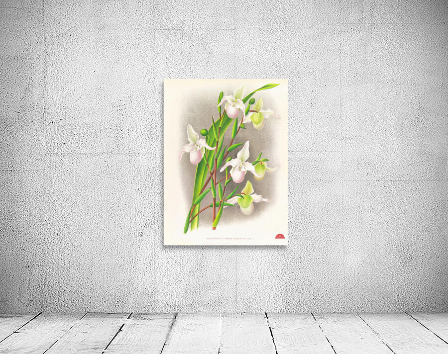 Selenipedium sedeni candidulum Wall Preview