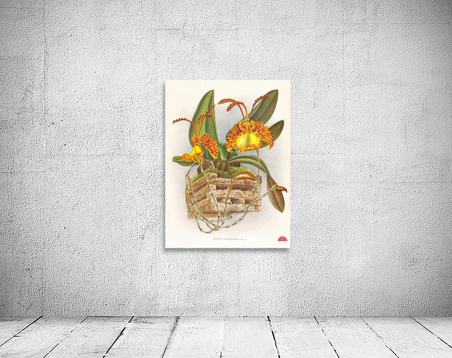 Oncidium kramerianum Wall Preview