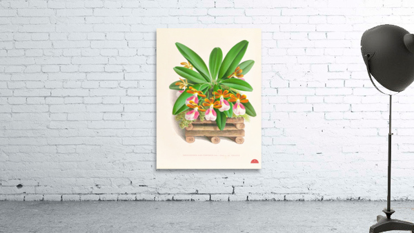 Trichocentrum albo purpureum Wall Preview