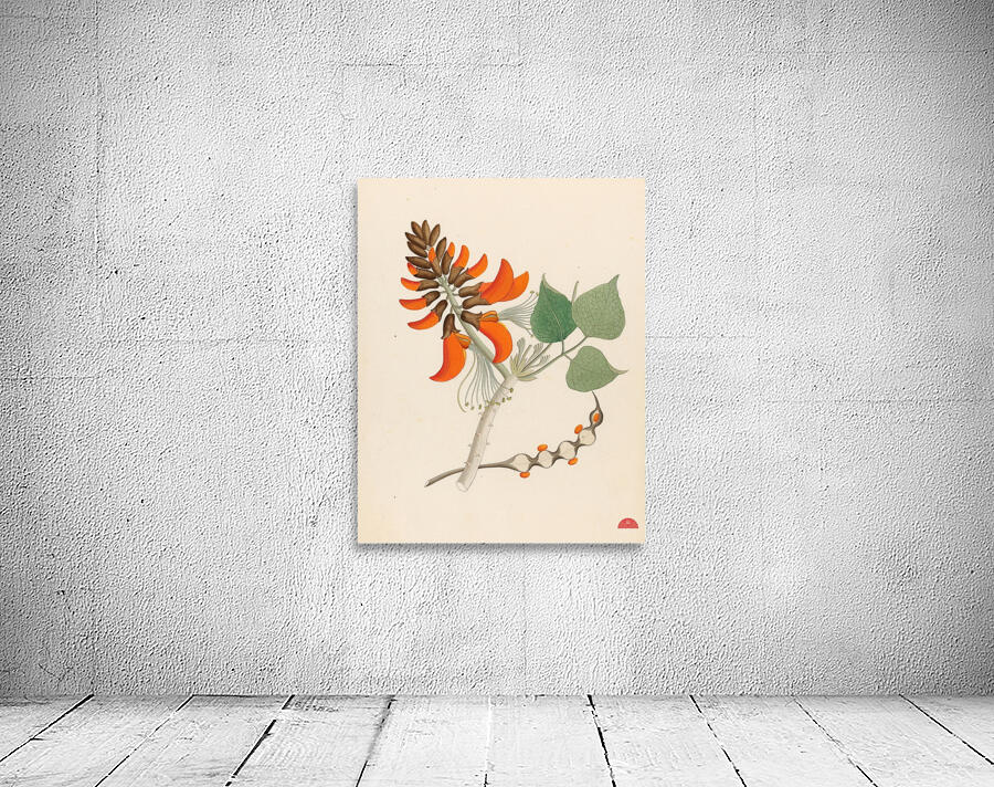 Erythrina Caffras 1817 Wall Preview