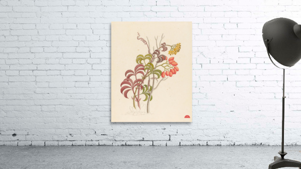 Cisfus Nov. Sp. [Cyphostemma quinatum] 1817 Wall Preview