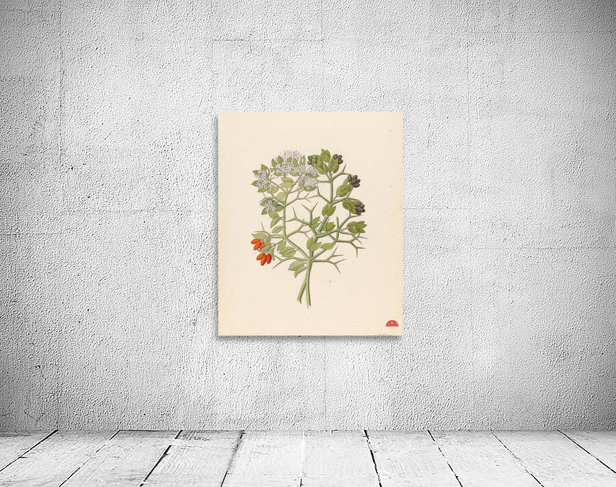 2 species of Carisfa arduina [Carissa haematocarpa] 1817 Wall Preview