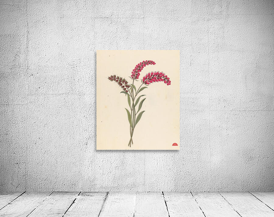 Pentand. Monog. [Lysimachia nutans] 1817 Wall Preview