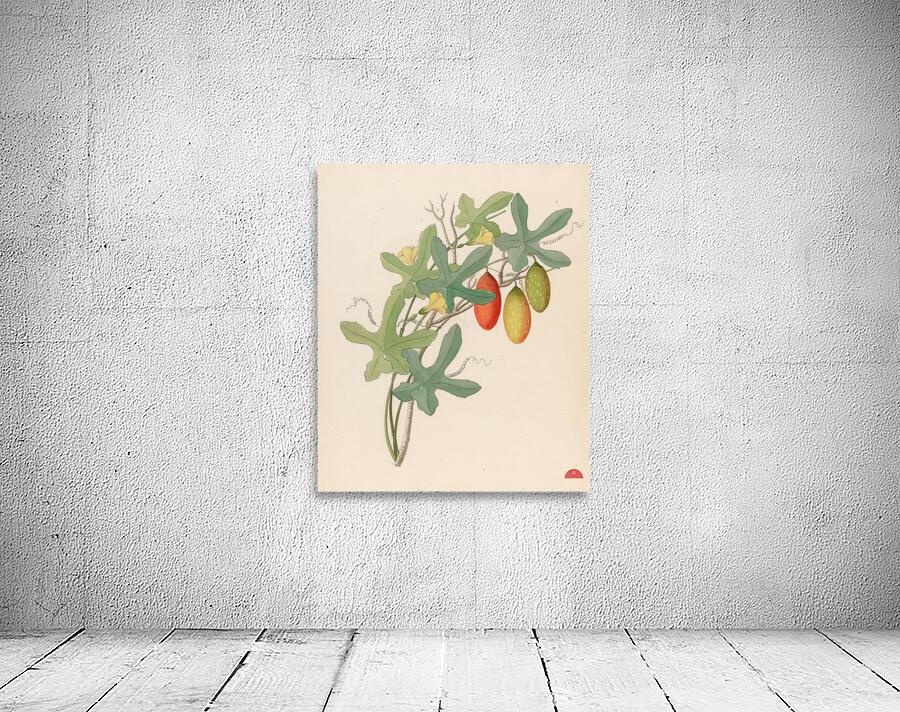 Cucumis Melothria pendula [Coccinea quinqueloba] 1817 Wall Preview