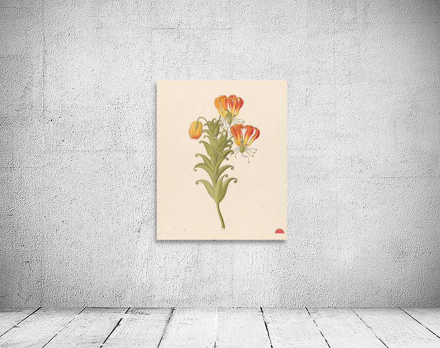 Gloriosa [Gloriosa superba] 1817 Wall Preview