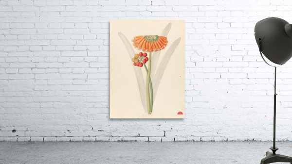 Cyrtanthus [Clivia nobilis] 1817 Wall Preview