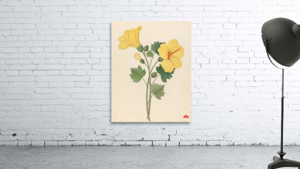 Hibiscus [Hibiscus calyphyllus] 1817 Wall Preview