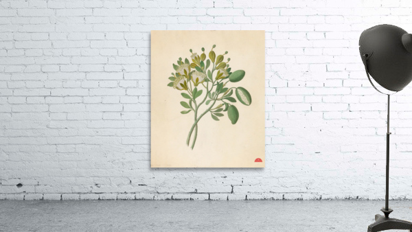 Capparis Nov. Sp. [Maerua caffra] 1817 Wall Preview