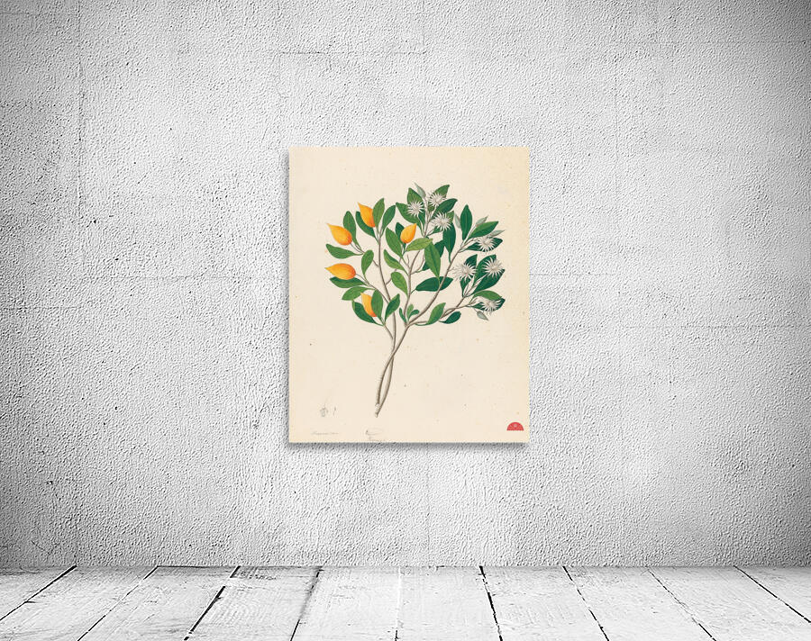 Hexand. Mono. [Mimusops obovata] 1817 Wall Preview