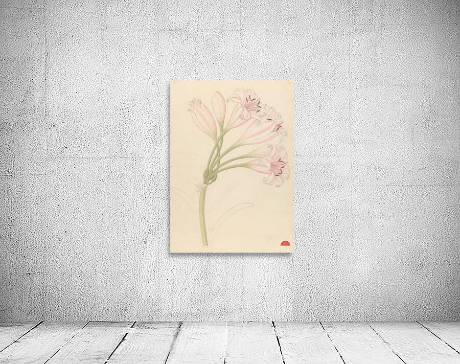 Amarillis [Crinum lineare] 1817 Wall Preview